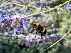 Bombus