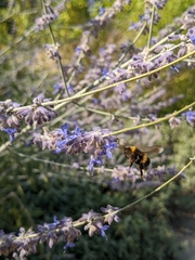 Bombus
