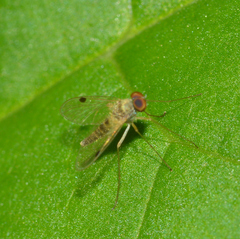 Chrysopilus modestus