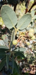 Arctostaphylos pringlei