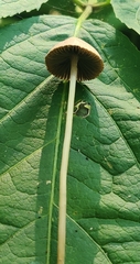 Psathyrellaceae