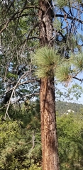 Pinus coulteri