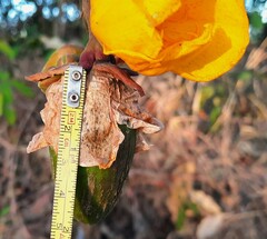Cochlospermum regium