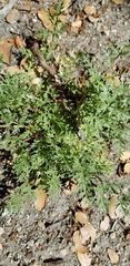 Tauschia parishii