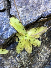 Pinguicula macroceras