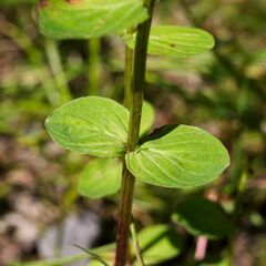 Hypericum perforatum