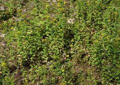 Hypericum perforatum