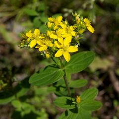 Hypericum perforatum