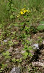 Hypericum perforatum