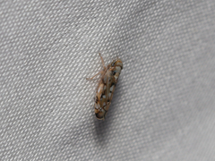 Scaphoideus opalinus