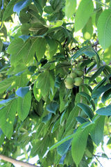 Juglans × intermedia