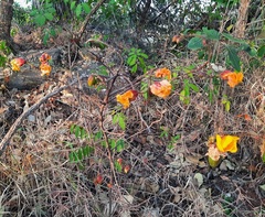 Cochlospermum regium