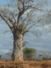Ficus thonningii