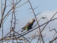 Poicephalus rufiventris