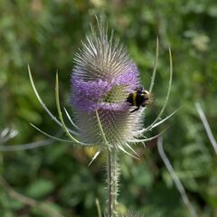 Dipsacus fullonum