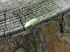 Malacocoris chlorizans