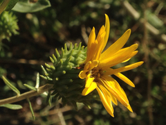 Grindelia camporum