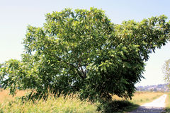 Juglans × intermedia