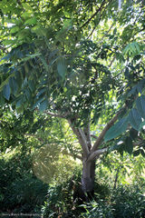 Juglans × intermedia