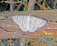 Crypsiphona tasmanica