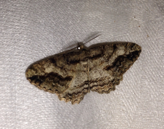 Neoalcis californiaria