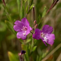 Epilobium hirsutum