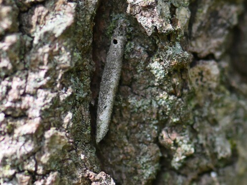 Large Birch-Bright, Groesbeek, Nederland, photo 10 of 10