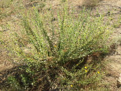Grindelia camporum