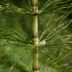 Equisetum telmateia