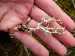 Cladonia amaurocraea