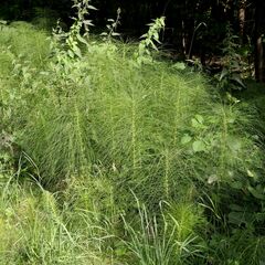 Equisetum telmateia