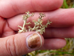 Cladonia amaurocraea