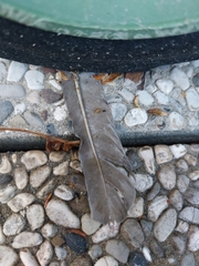 Streptopelia decaocto