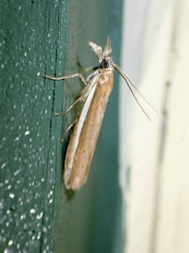 White-edged Pima Moth
