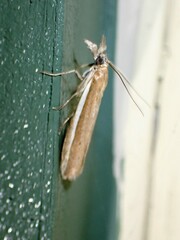 Pima albiplagiatella