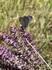 Plebejus samuelis