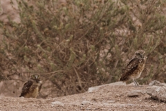 Athene cunicularia hypugaea