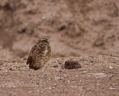 Athene cunicularia hypugaea