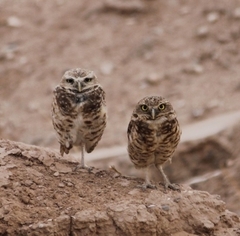 Athene cunicularia hypugaea