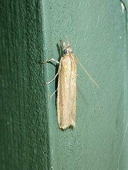 Pima albiplagiatella