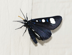 Alypiodes flavilinguis