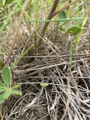Plebejus samuelis