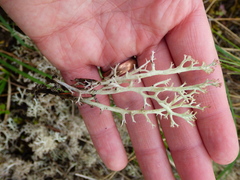 Cladonia amaurocraea