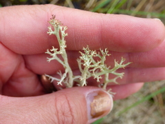 Cladonia amaurocraea