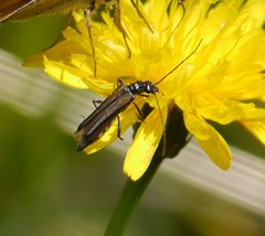 Oedemera pthysica