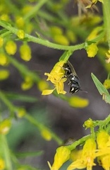 Hylaeus leptocephalus
