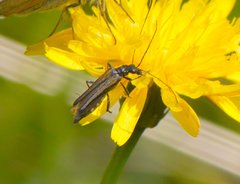 Oedemera pthysica