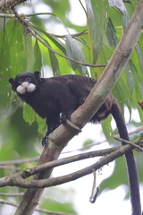 Moustached Tamarin photo 5