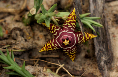 Orbea halipedicola