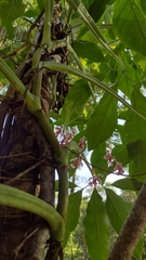 Trichocentrum oerstedii